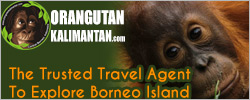 orangutankalimantan.com