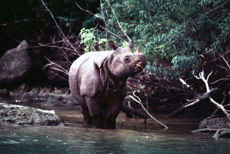 Banten, Entre Debus Et Rhinos