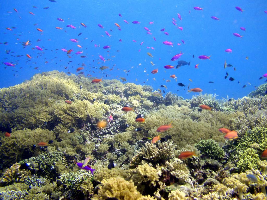 Download this Bunaken The Sea Paradise picture