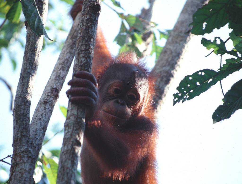 tanjung puting 1