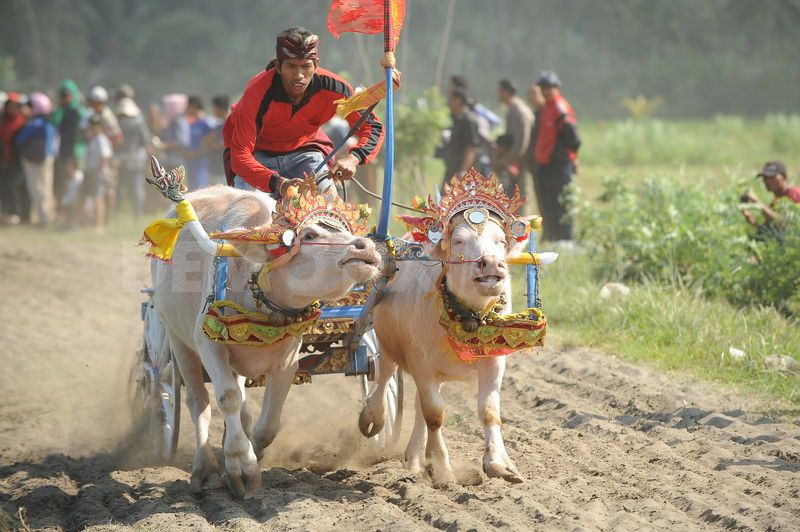 Makepung, The Traditional Buffalo Race in Bali Visit Indonesia The