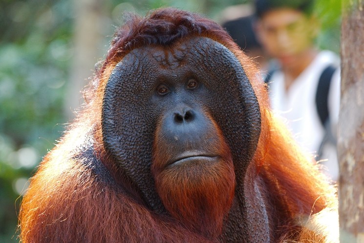 Orangutan Kalimantan Tour & Travel