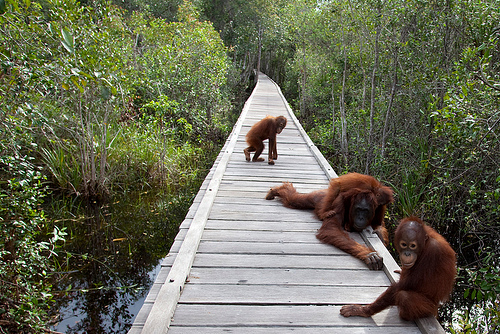 Borneo Orangutan Tour In Tanjung Putting National Park, Pangkalan Bun