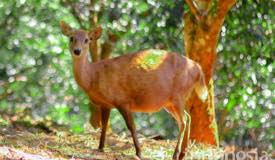 gallery/gresik/bawean-deer-conservation-3.jpg