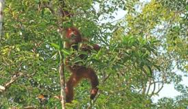 img/gallery/orangutan/Borneo_Orangutan_2.jpg