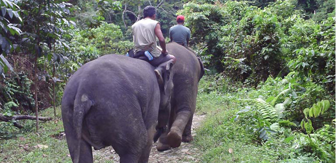 tangkahan-elephant-trekking-north-sumatra