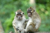 truly-asia-monkeys__1dfb474