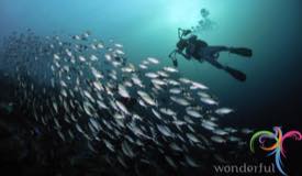 underwater-raja-ampat-papua-barat-6.jpg