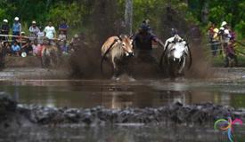 pacu-jawi-cow-race-west-sumatra-1.jpg