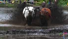 pacu-jawi-cow-race-west-sumatra-3.jpg