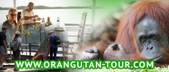orangutan-tour
