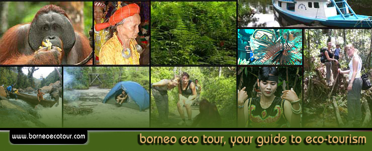 borneo eco tour