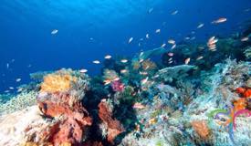underwater-komodo-national-park-indonesia-1.jpg