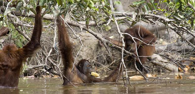 Central-Kalimantan,-Rungan-river
