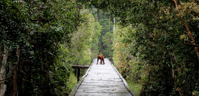 camp-leakey-orangutan