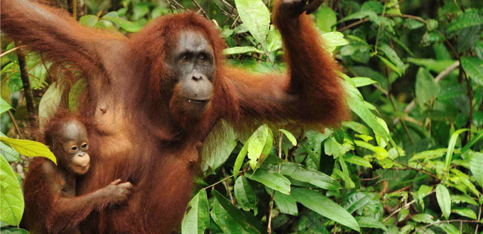 Samboja-Lestari-Jungle