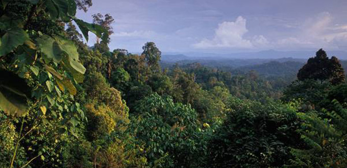 Wehea-Reserve-Orangutan-Wildlife
