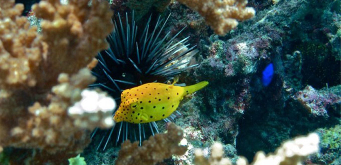 BERAU-JUNGLE