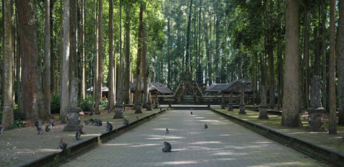 balinese-exp-sangeh-bali-monkey