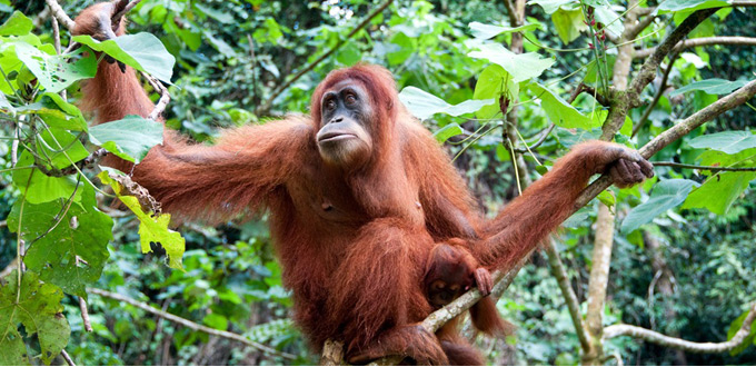 orangutan