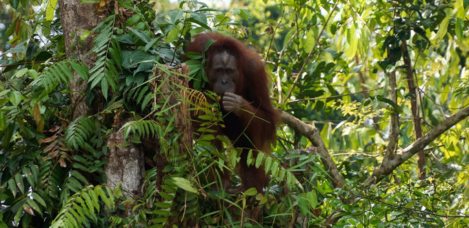 diverse-borneo-kaja-island