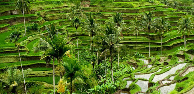 bali-vacation-tour-ubud-bali