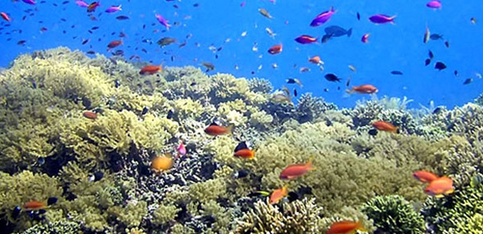 north-sulawesi(bunaken-marine-park)