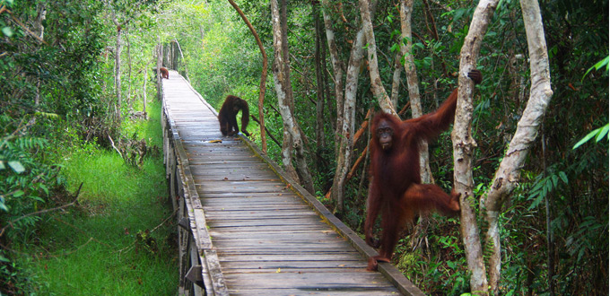Orangutan_Tour