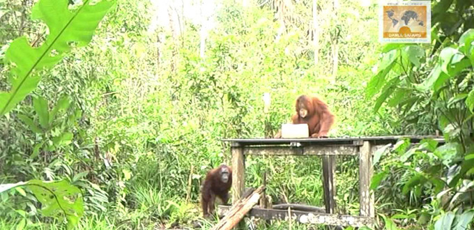 borneo-orangutan-tour