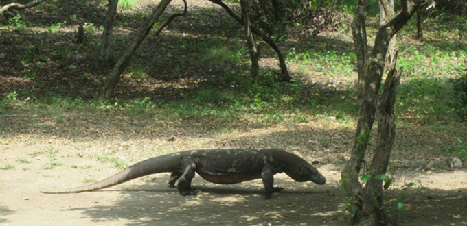 Komodo-Dragon-NTT