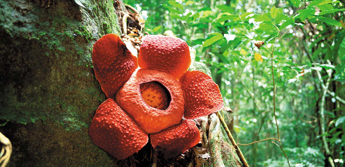 Rafflesia-Flower-Jungle-trek-tour