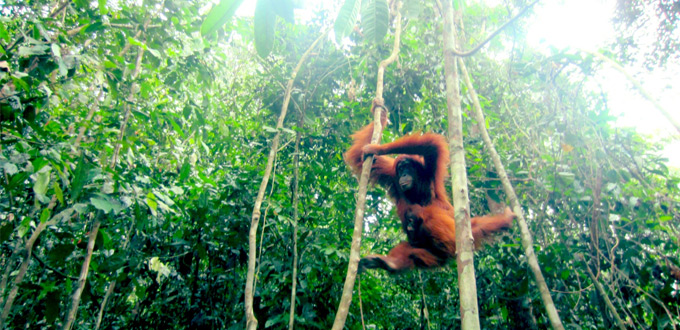 bukit-lawang-orangutan-rehabilitation-center