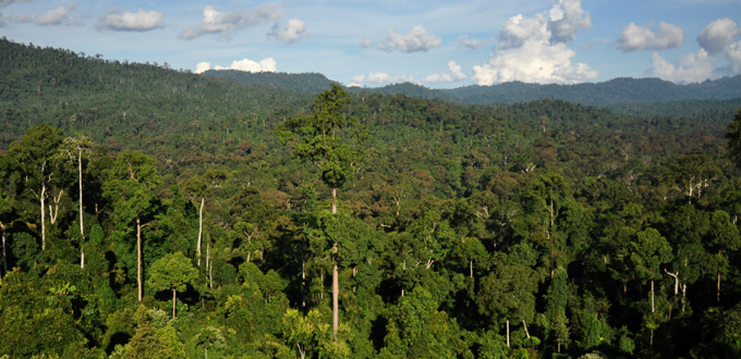 BorneoRainforest