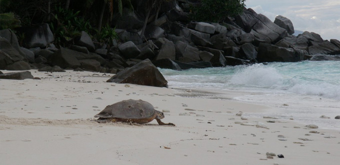 durai-island-riau-island