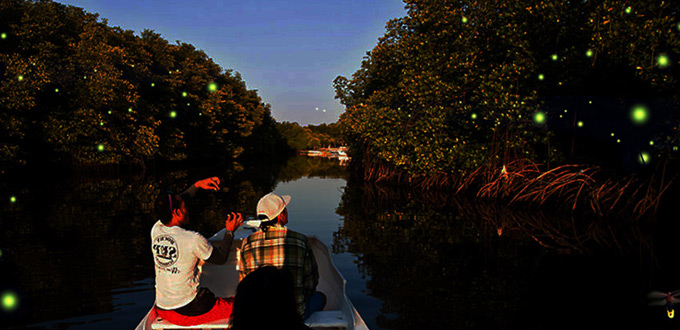 mangrove-Fireflies-Night-tour-bintan-riau-island