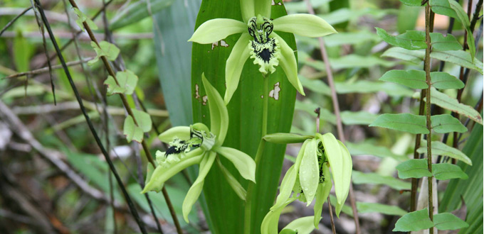 black-Orchid-at-Kersik-Luway-kaltim