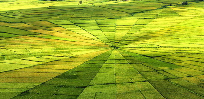 spider-style-rice-ruteng-labuan-bajo-NTT