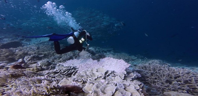tomia-dive-wakatobi-sulawesi