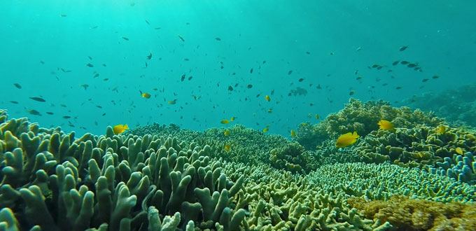 Bangsring-Snorkeling-banyuwangi-east-java