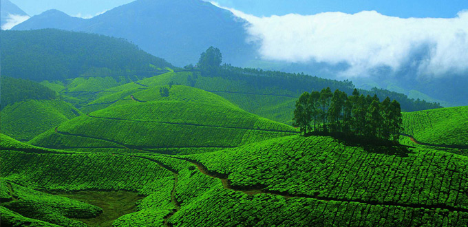 Kemuning-Tea-Plantation-yogyakarta