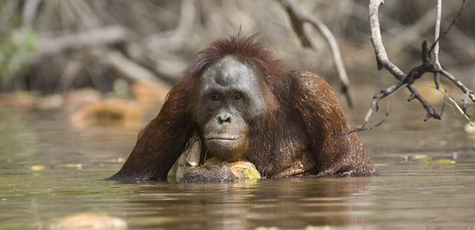 Orangutan-rungan-river-kalimantan-tengah