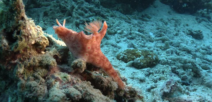 Tanjung-Karang-Diving-sulawesi-tengah
