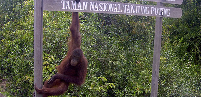 orangutan-tanjung-puting-central-kalimantan