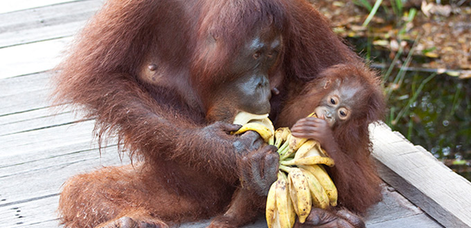 orangutans-tours