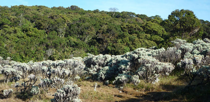 gunung-Pangrango-jawa-barat