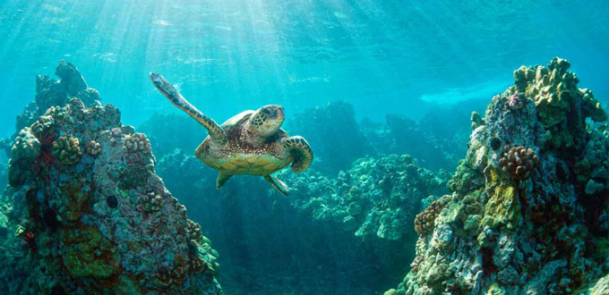 turtle-island-bali