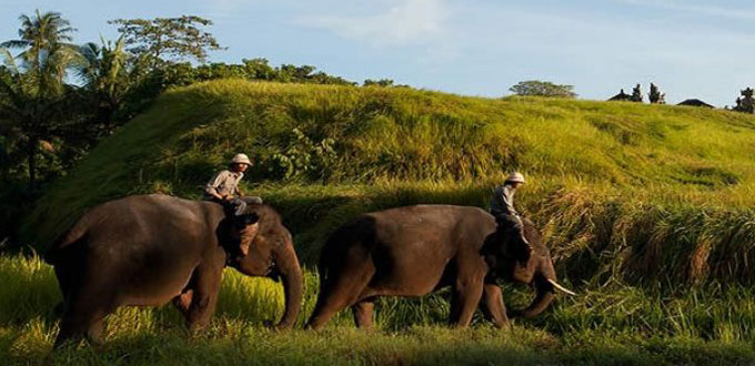 Bakas-Elephant-Parks-Bali