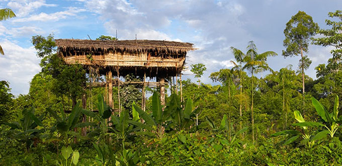 koroway-village-tree-house-papua
