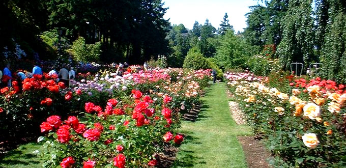 flower-village-sidomulyo-malang-east-java