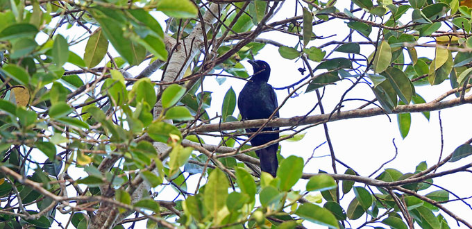 nimbokrang-bird-watching-papua